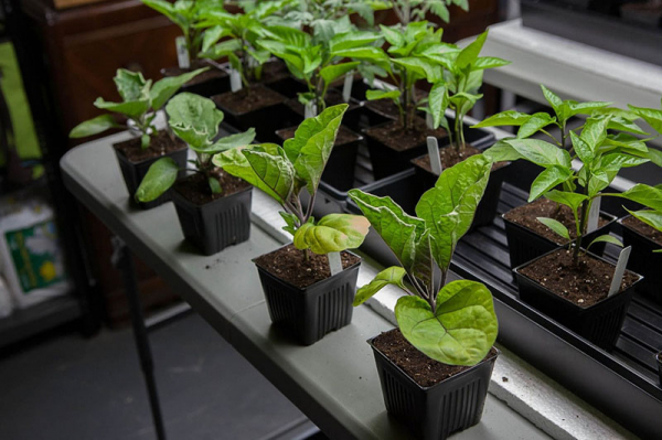 Изучаем сорта баклажан для Подмосковья, чтобы вырастить рекордный урожай в теплице и на грядках